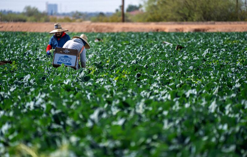 Seasonal workers harvesting vegetables in an open field